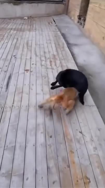 Monkey vs dog | wild animals | wildlife