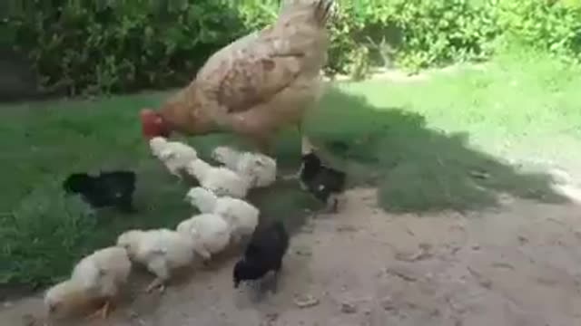 A chicken with its children