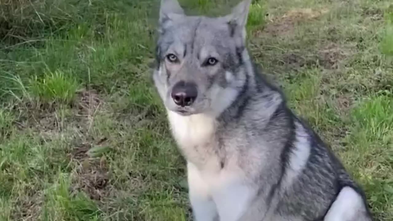 10 Dogs which looks like wolves