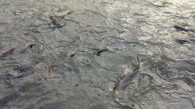 Fish moving under river