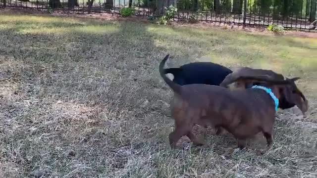 Winter Dogs Playing