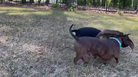 Winter Dogs Playing