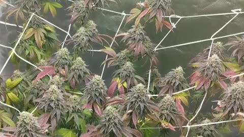 Lemon cherry gelato x Grandpa's cookies #6 and crescendo RBx1 wk.8 bud partial harvest