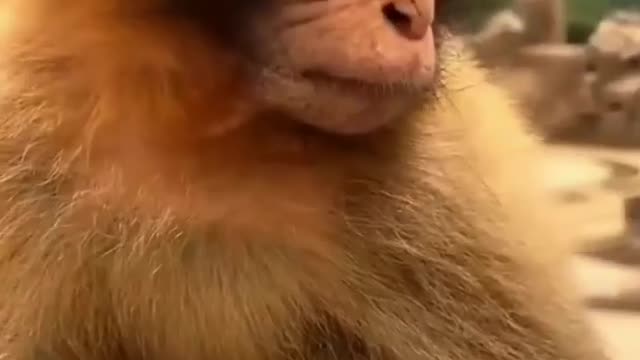 Cute monkey video got viral 25 may trending