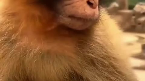 Cute monkey video got viral 25 may trending