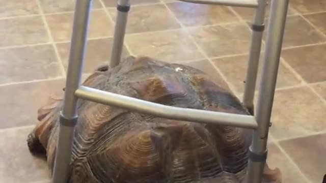 Rambo the Tortoise Steals Walker