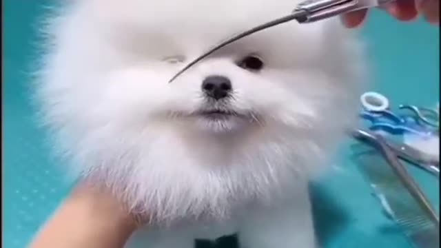 Little Puppies