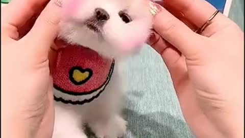 Cute puppy video