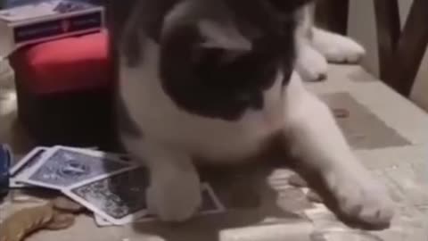 Funny animal videos part-1