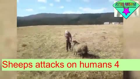 Sheep Attack | funny | prank