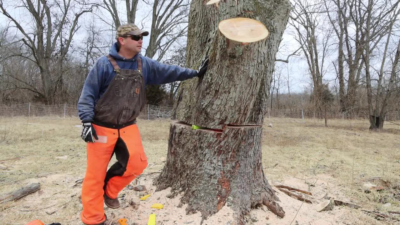 Cutting up a huge tree trunk. The chainsaw is just big enough.