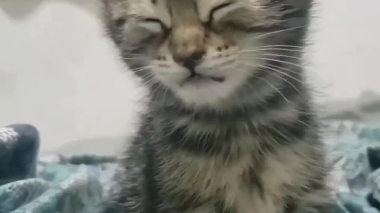 Funny and Cute Cats Videos #261