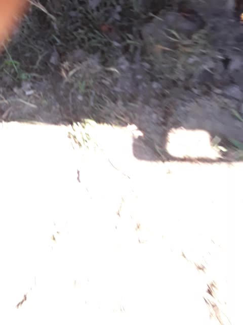 Digging up American Arborvitae