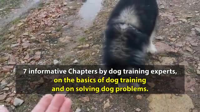 Dog training video