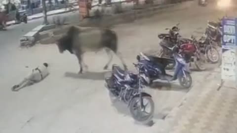 Cow attack against police