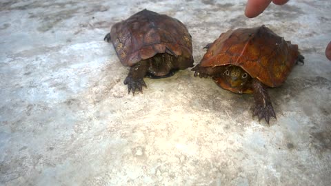Can anyone identify what this turtle is?