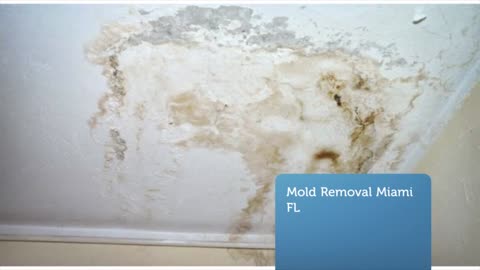 Expert Mold Removal and Remediation in Miami FL