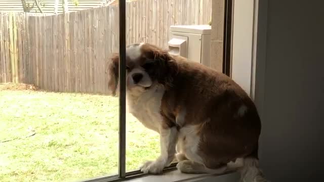 This chubby pup trapped on a windowsill is running out of options