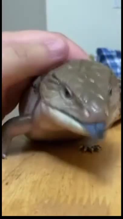 Awesome Reptile Pet