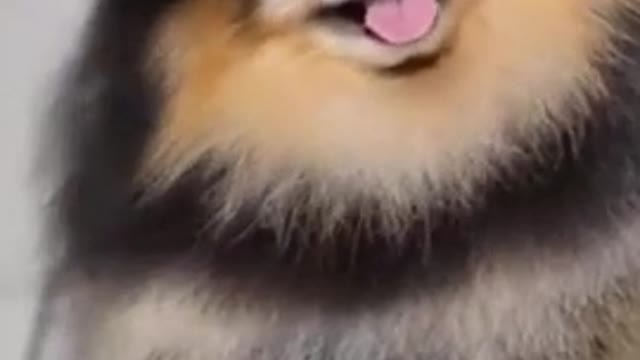 Most amusing Videos of Pets to Watch Compilation | Funny Pet Videos Small canines rolling