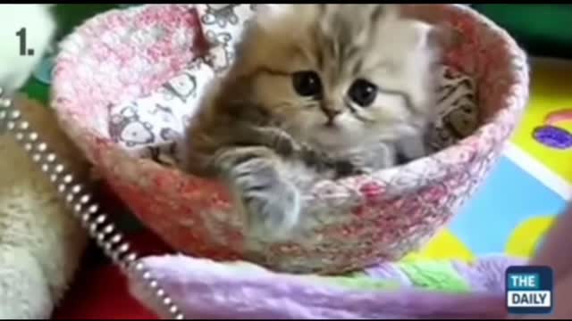 Top 10 best cat videos of all time.