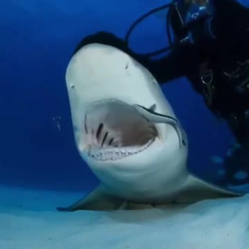 shark Time to clean teeth 🦷 🦈 🦷