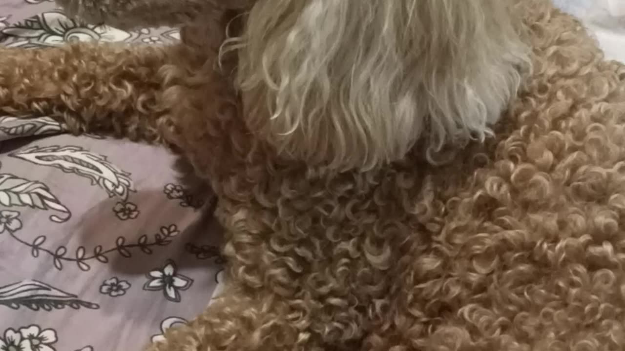 Cute Poodle Dog