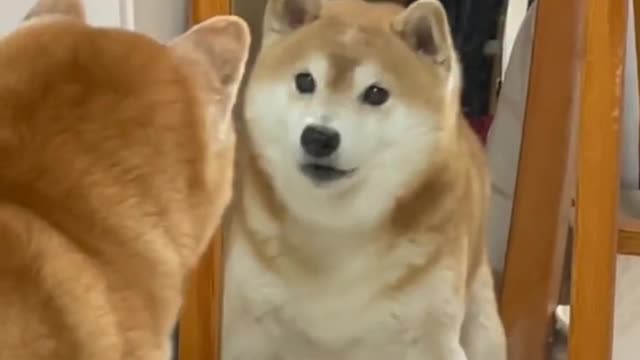 Shiba Inu looks at himself for the first time.