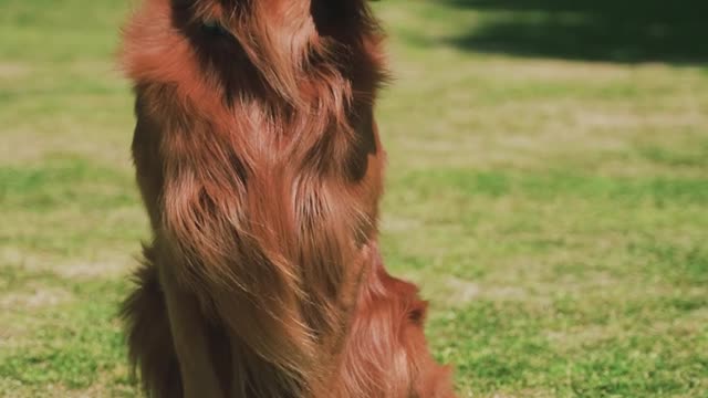 Retriever Dog Sitting In The Park