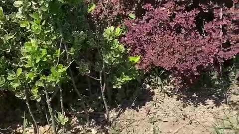 Evergreen and pink tree