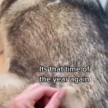 It’s not dog hair it’s Husky glitter ✨