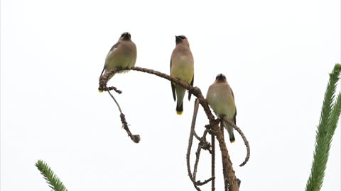 Three birds stand on the branch and sing