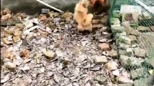 funny animals videos for kids 2
