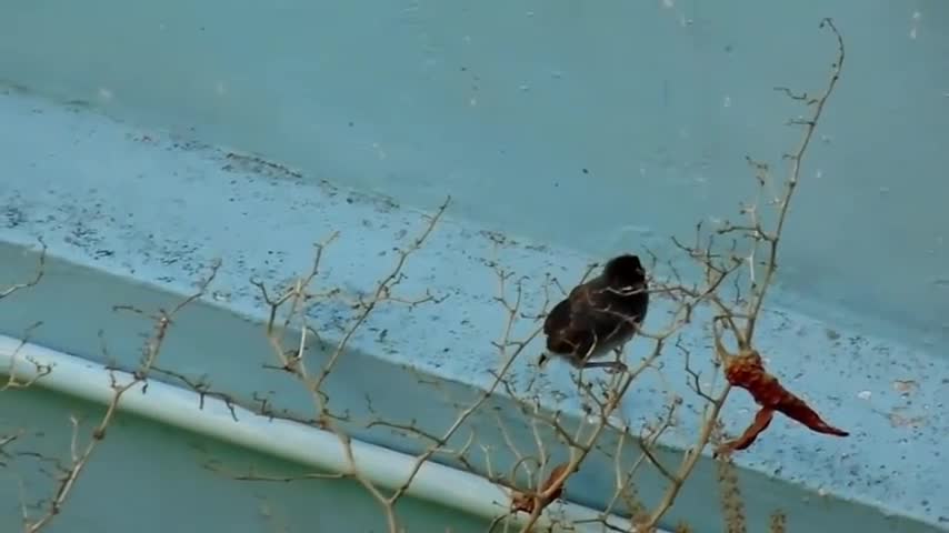 Baby Birds Journey - From Baby Until First Flight