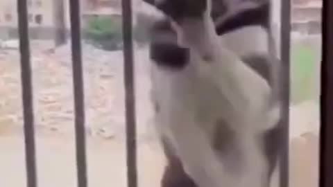 Funny Dogs