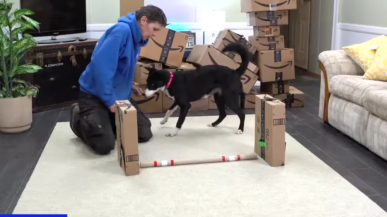 How to Teach Cool Tricks To Your Dog by Using Your Empty Amazon Boxes !!!