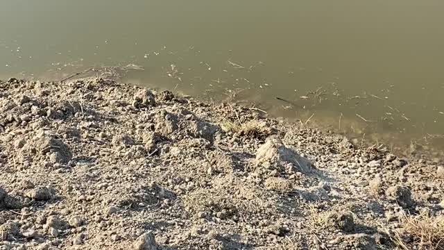 Relocating water moccasins
