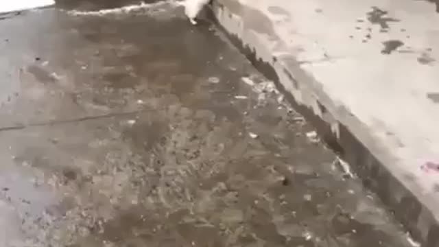 This puppy was crying because he couldn't get close to his mom.