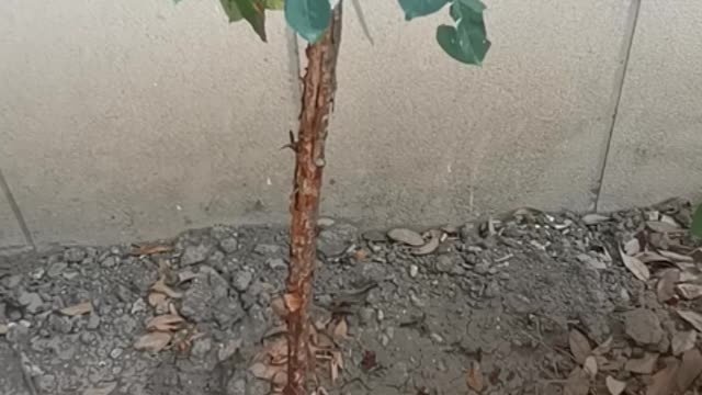 Just finished watering this little tree