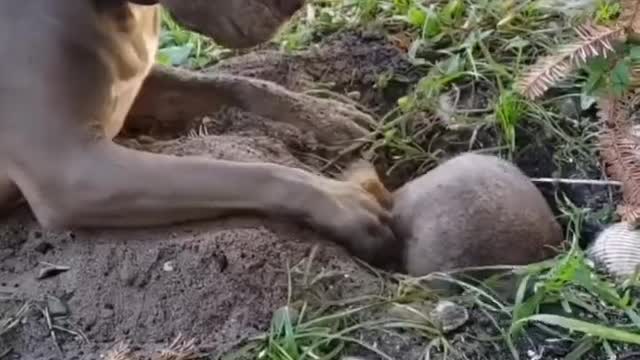 The dog watched the mouse dig the hole with great curiosity