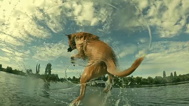 German Shepherd Love To Jump And Swim