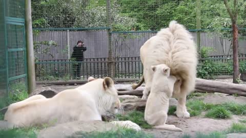 Male White Lion Meets His Daughter For The First Time