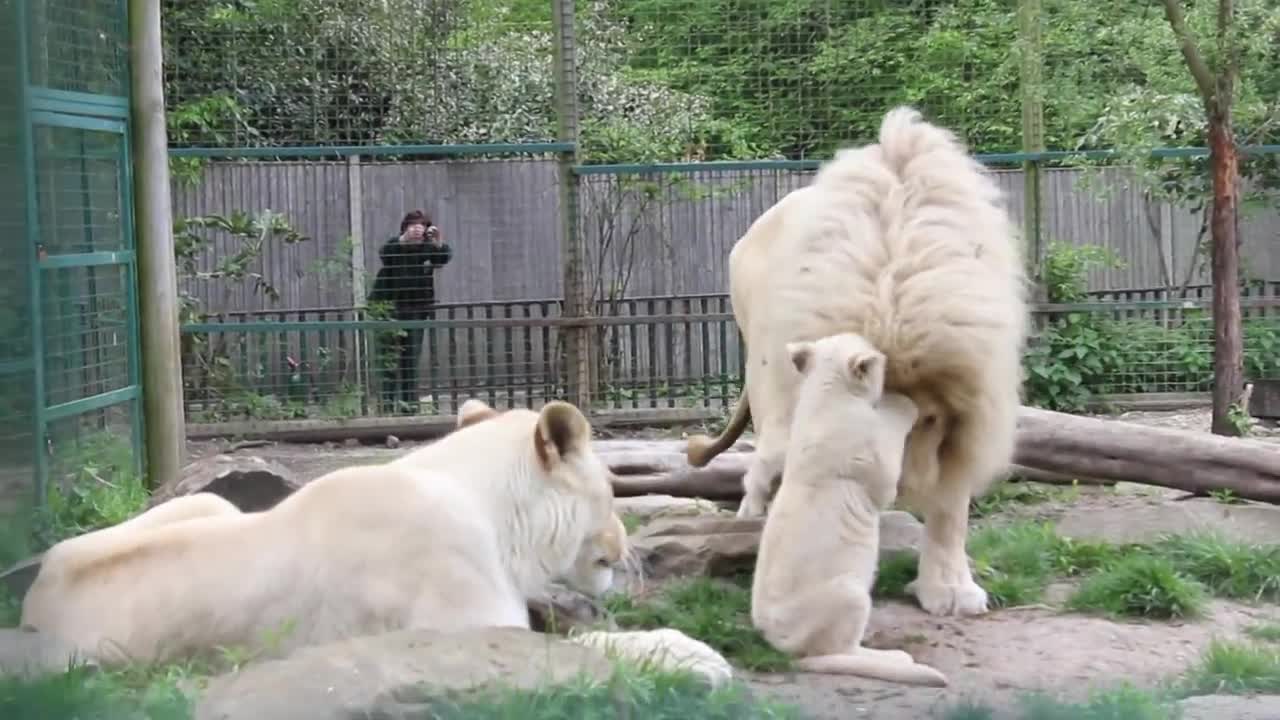 Male White Lion Meets His Daughter For The First Time