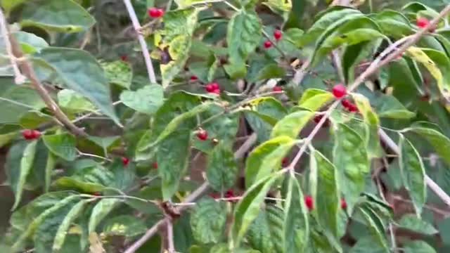 The red beads on the tree are beautiful