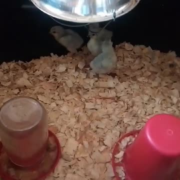 Chicks in a brooder part 9