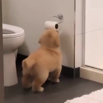 🤣 Puppy playing with toilet paper 🤣