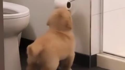 🤣 Puppy playing with toilet paper 🤣