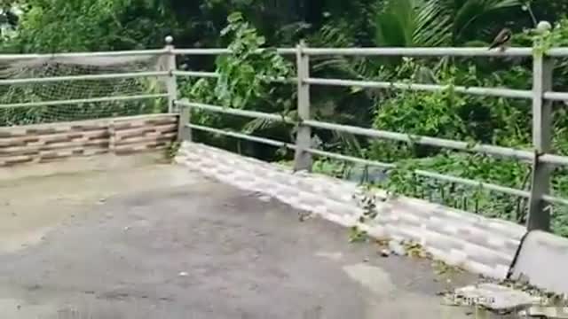 Little myna is trying desperately to save her cub from a much larger bird.