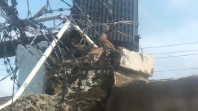 Bird cut on a barbwire with twig in it's mouth