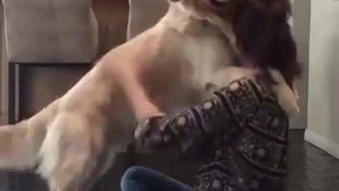 Cute dogs getting hugs by their owners